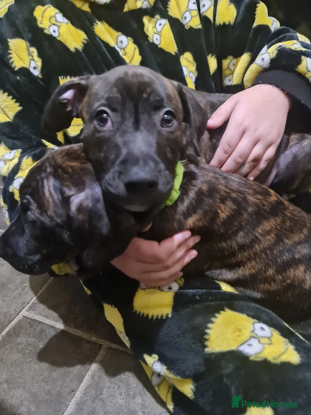Staffordshire Bull Terrier dogs for sale: Classical staffy male pups - Advert 7