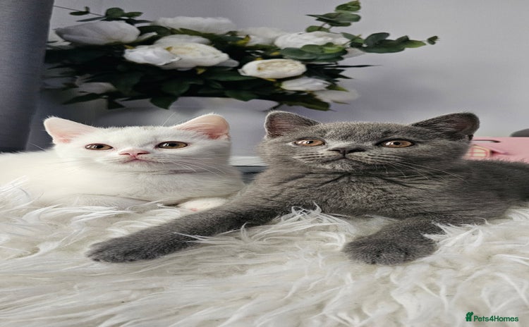 Scottish Fold cats - Advert 11