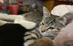 British Shorthair cats for sale:  4 Lovely Little One's - Image 7