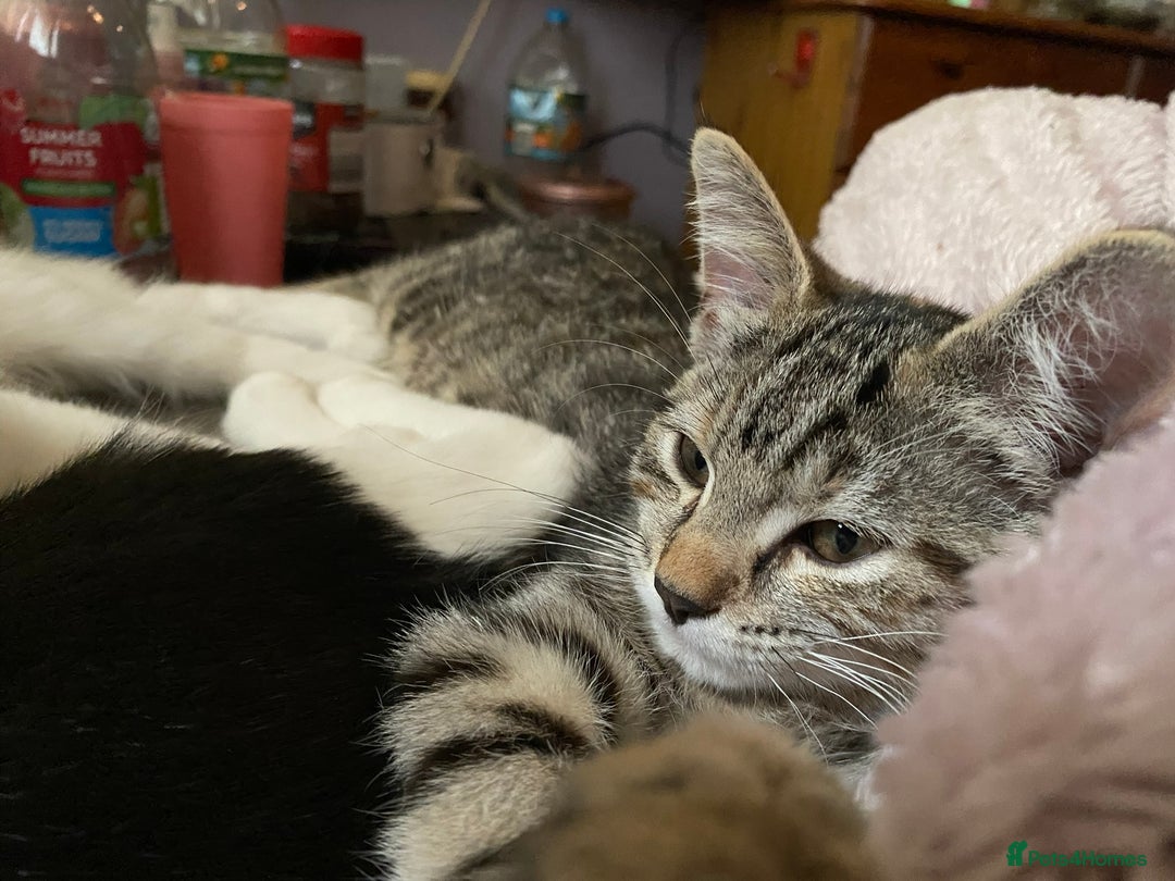 British Shorthair cats for sale:  4 Lovely Little One's - Image 7
