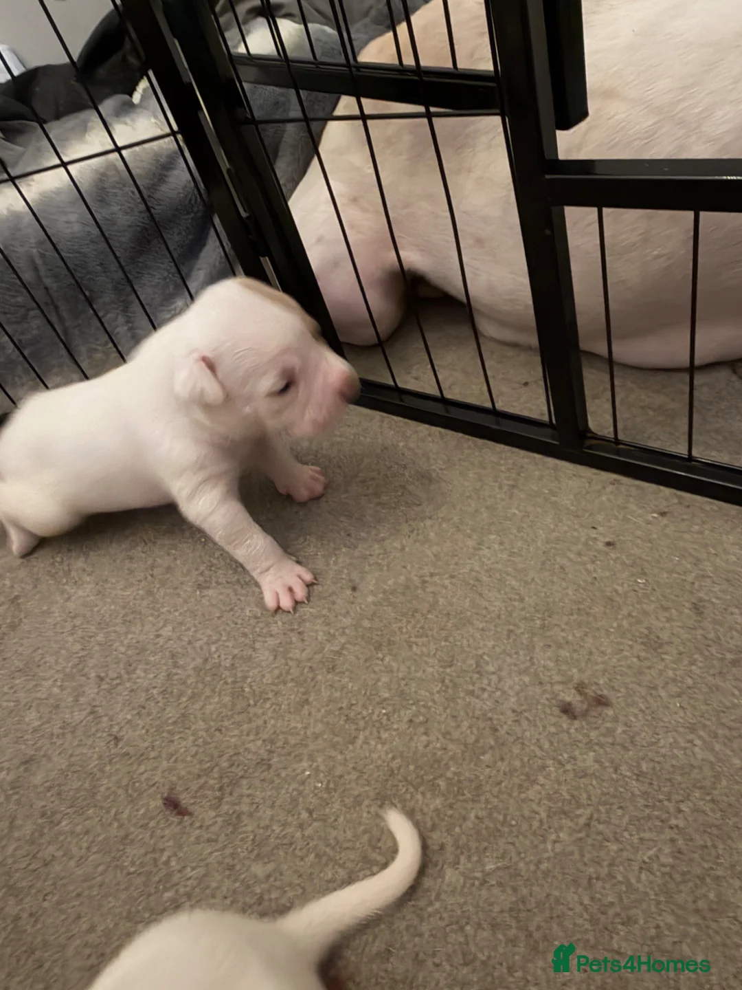 Mixed Breed dogs for sale: Lovely set mastiff x puppies here ❤️ - Advert 2