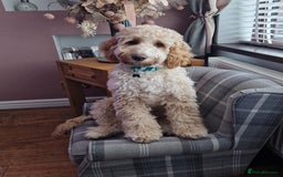 Cockapoo dogs for stud: Male cockapoo for stud 'Woody' - Image 11