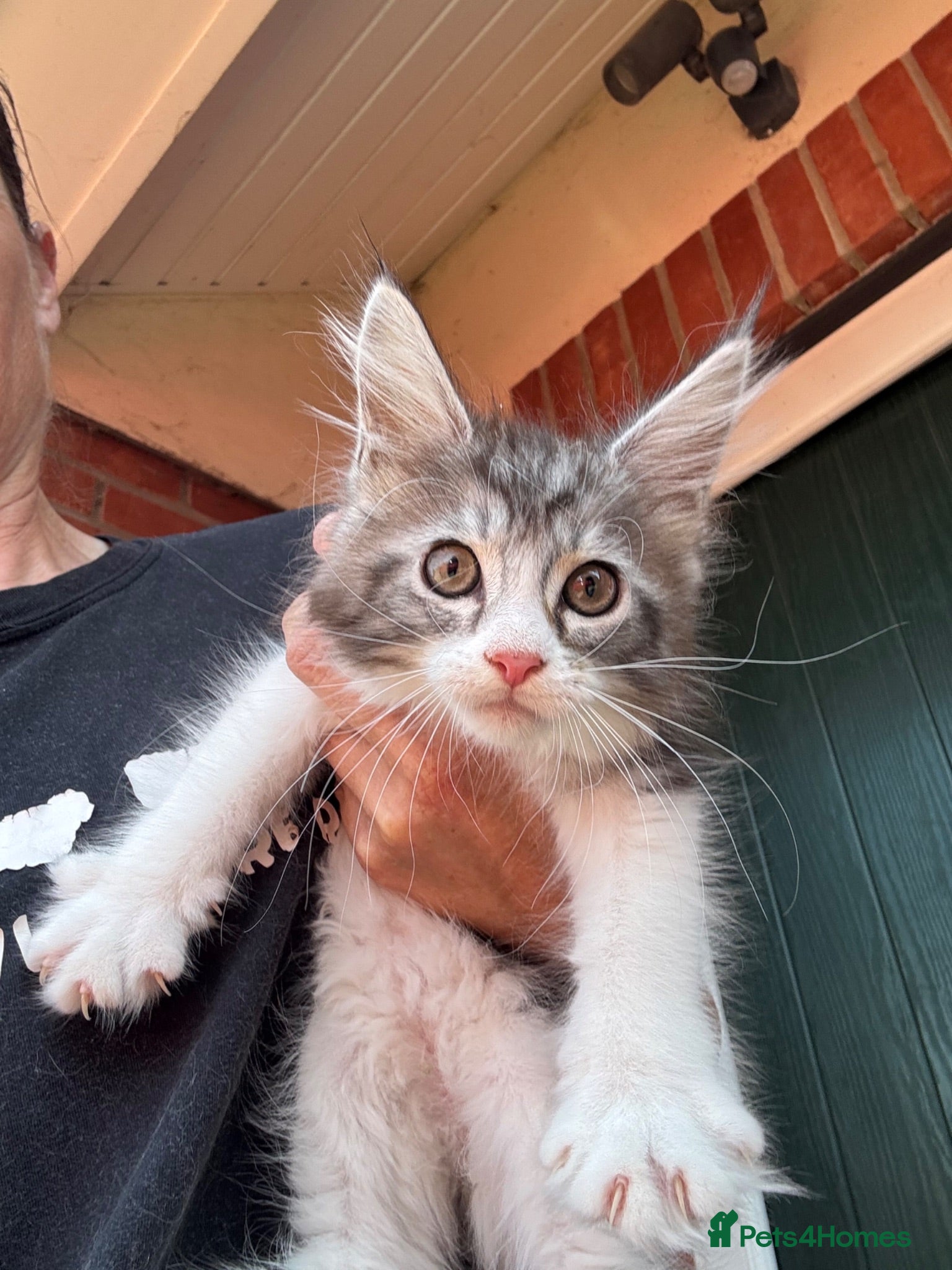 Maine Coon cats Last Maine Coon kitten silver female ready now - Advert 1
