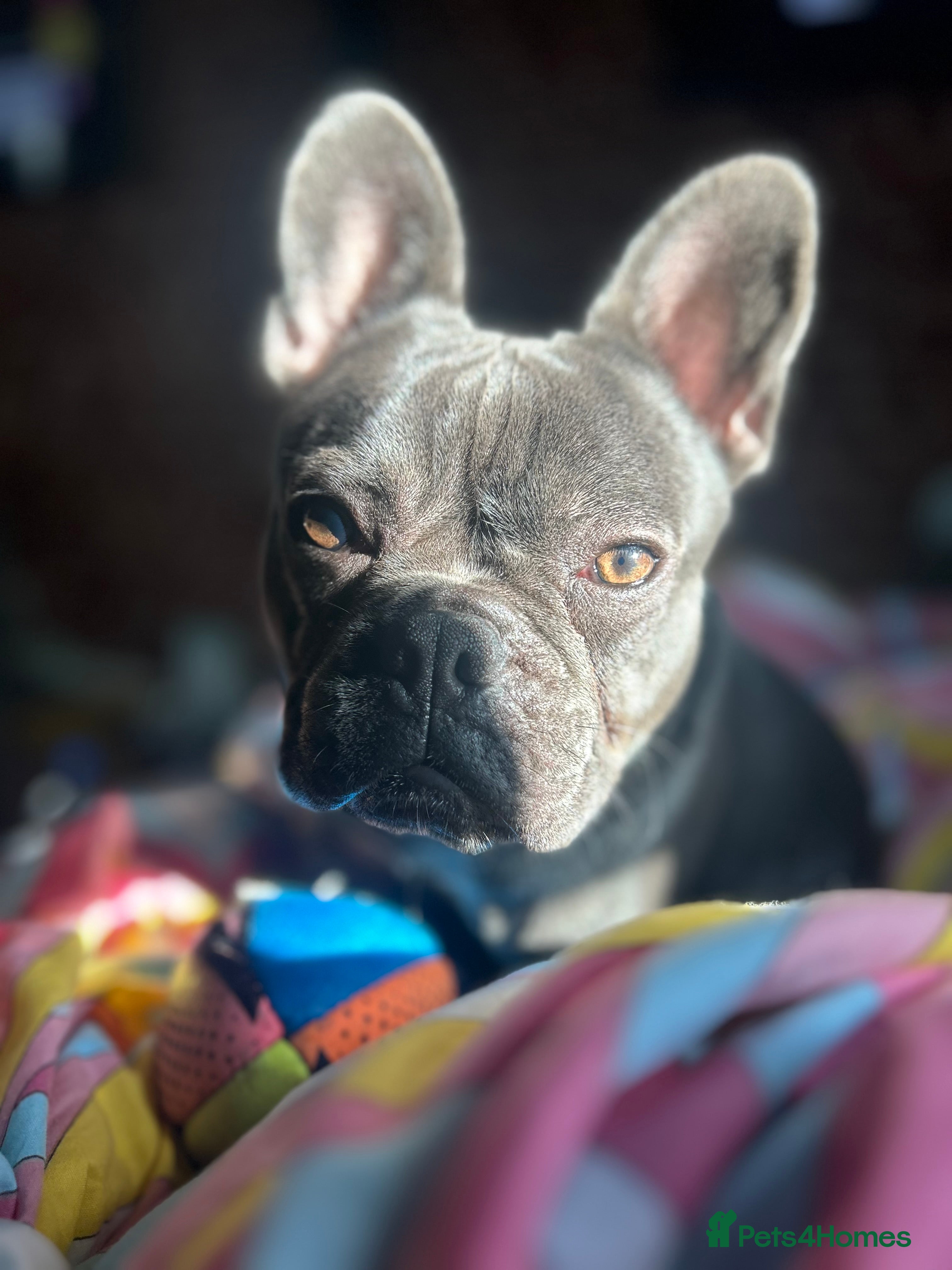 French Bulldog dogs Blue French Bulldog Stud Available – Aki 🐶💙 - Advert 1