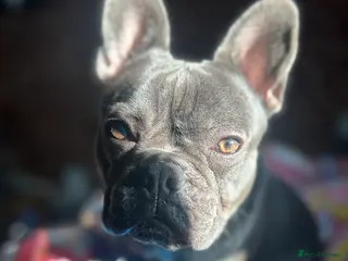 French Bulldog dogs Blue French Bulldog Stud Available – Aki 🐶💙 - Advert 2