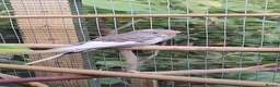 Budgerigars birds for sale: Baby budgies, easily tamed. Mixed colours - Advert 10