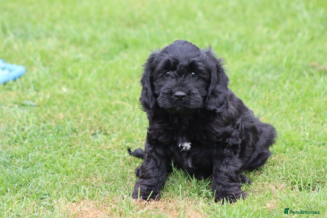 Cavapoo dogs for sale: Beautiful Cavapoo puppies for sale - Image 23