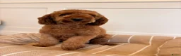 Labradoodle dogs for sale: LICENSED BREEDER TOY MINIATURE LABRADOODLES   - Advert 6