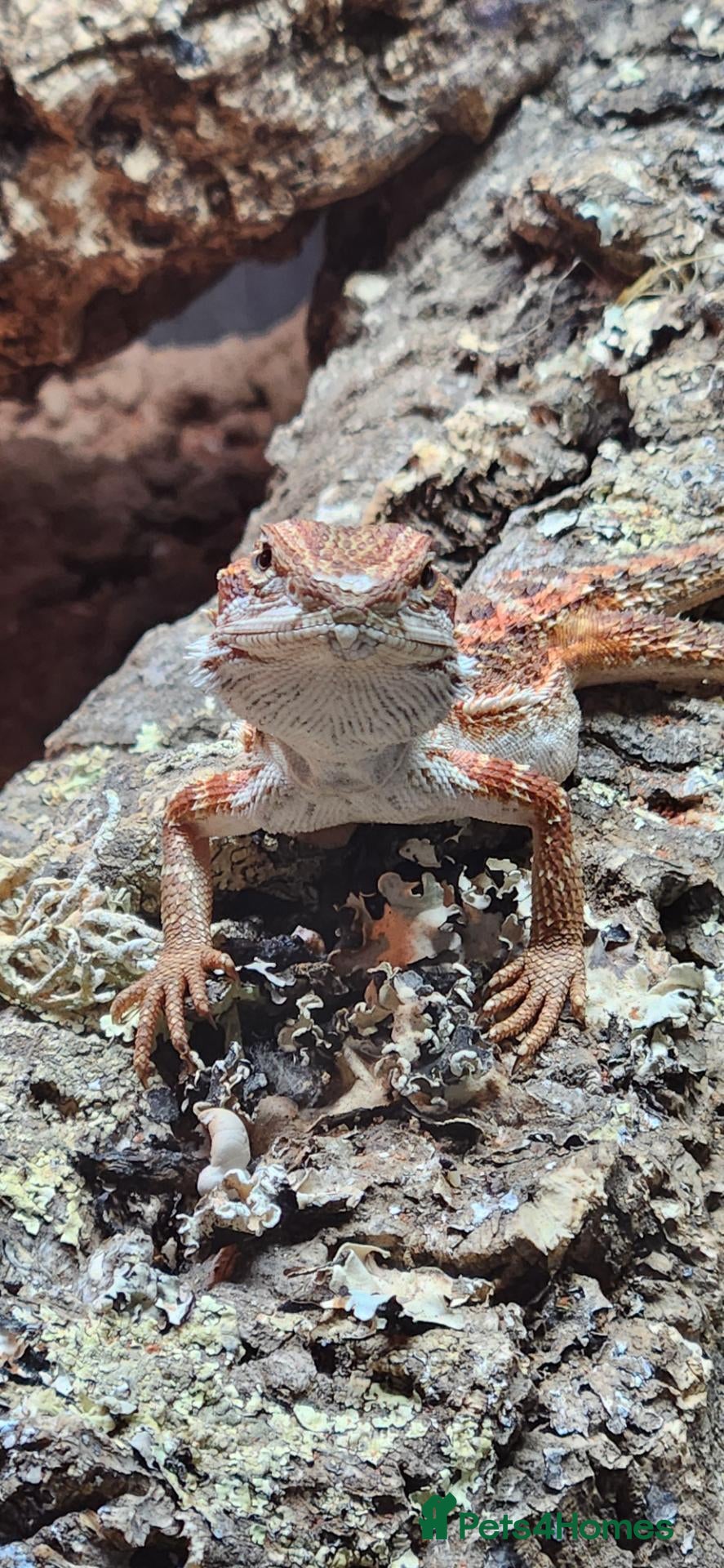 Bearded Dragon reptiles Red tiger morph  - Advert 2