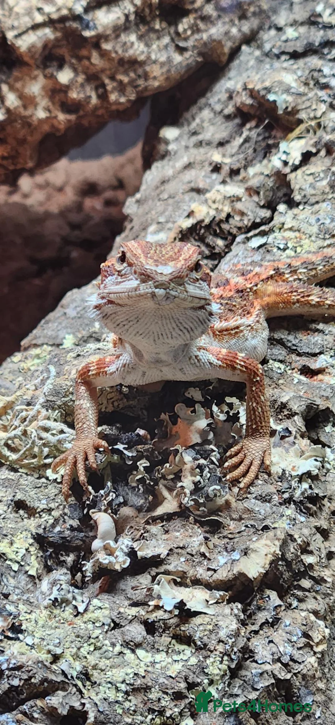 Bearded Dragon reptiles for sale: Red tiger morph  in Ledbury - Advert 1