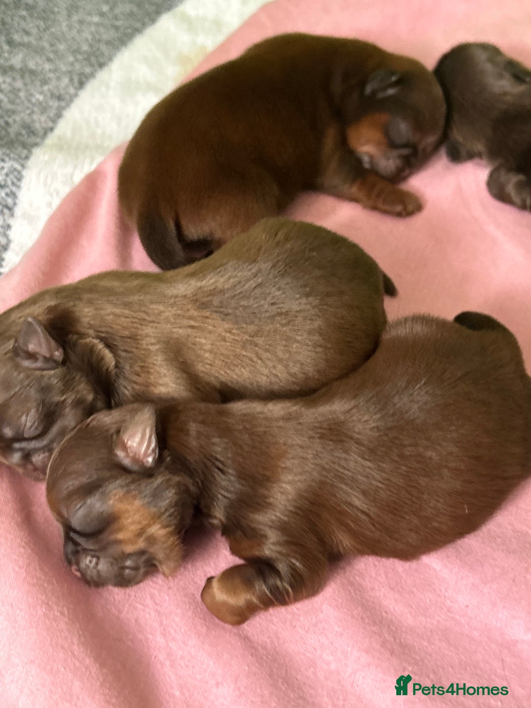 Shih Tzu dogs for sale: Imperial Shih tzu  - Image 6