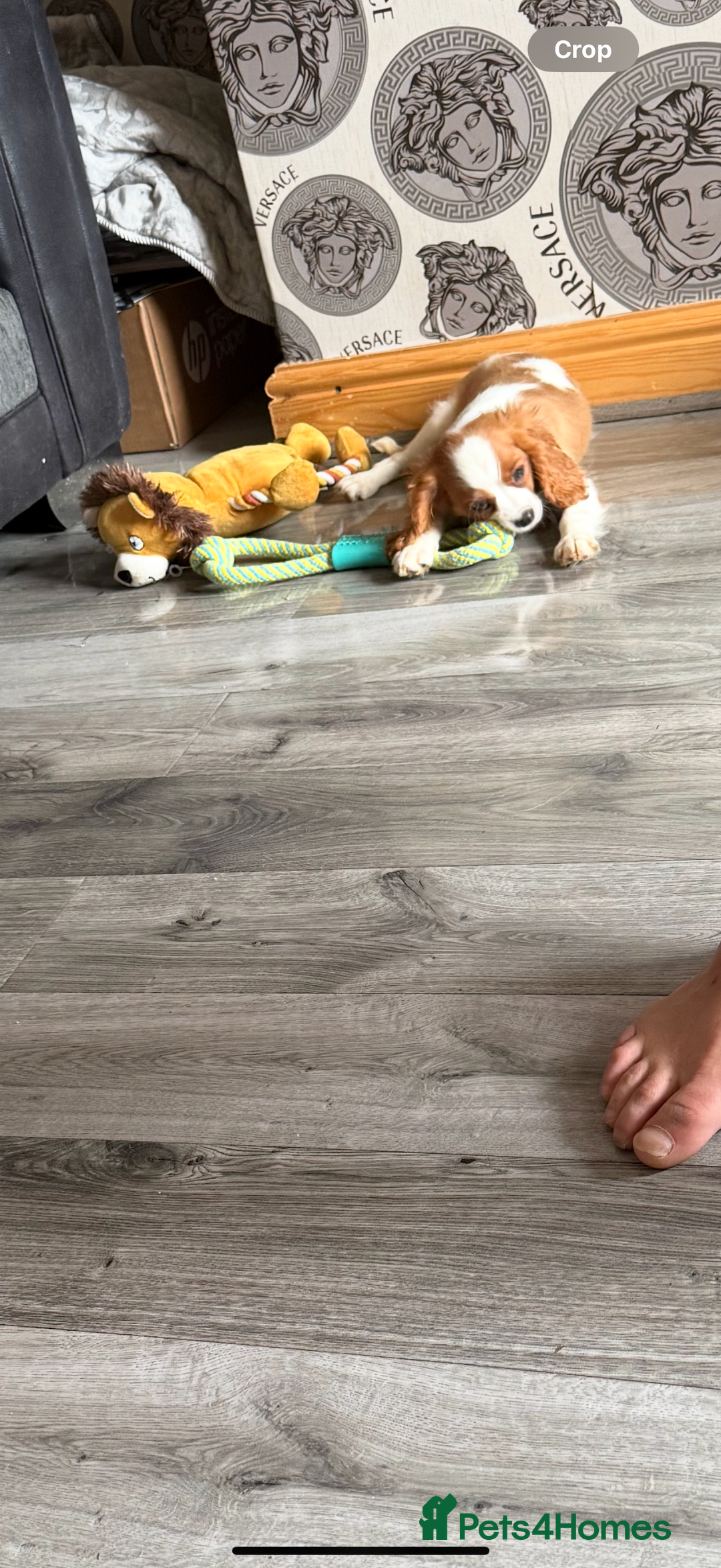Cavalier King Charles Spaniel dogs for sale: Kennel club reg dna cavalier pups fully vaccine  - Image 30