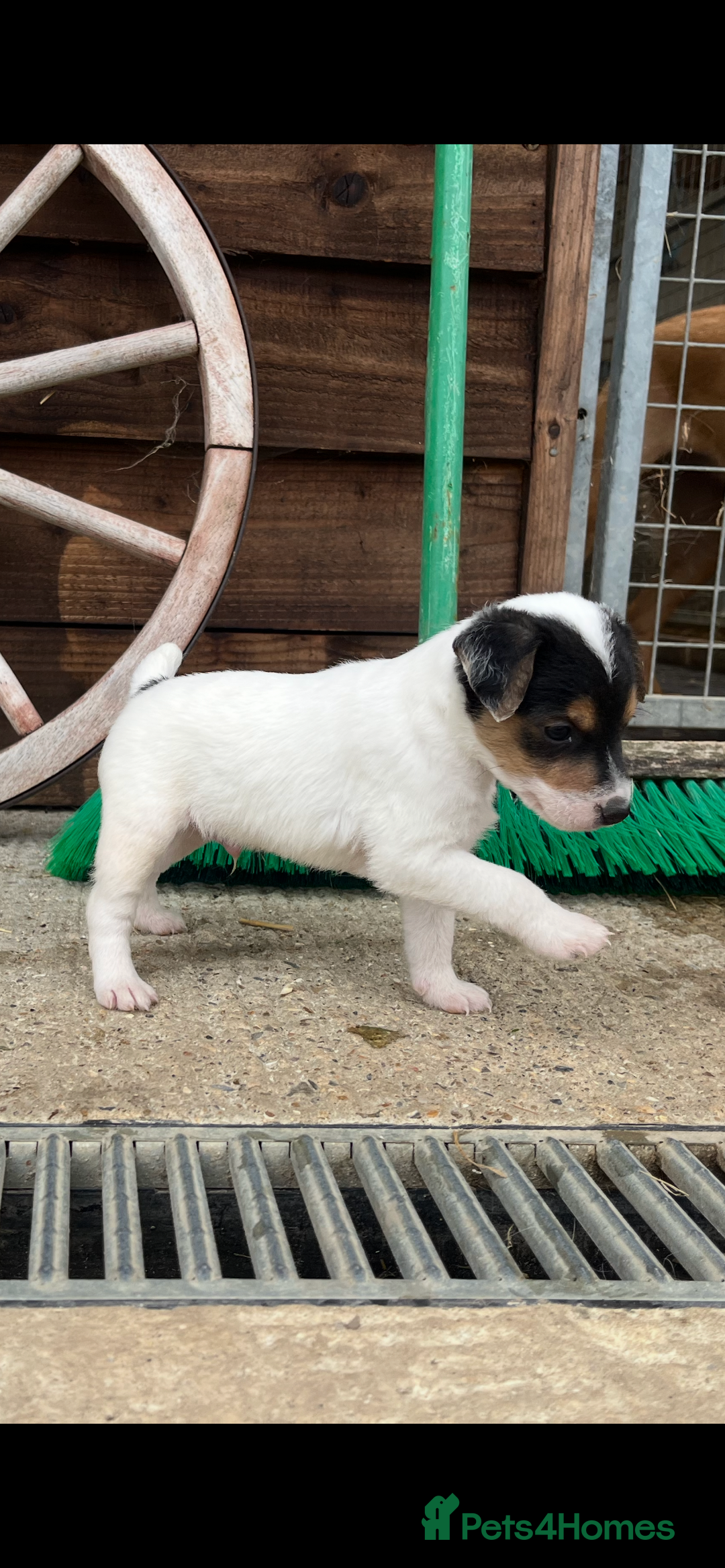 Jack Russell dogs for sale: Jack Russell puppies - Image 14