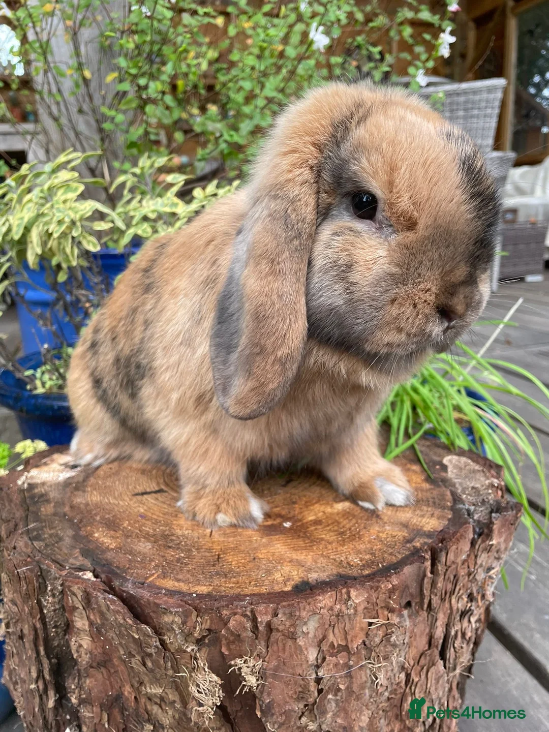 Mini Lop rabbits for sale: Mini Lop Rabbits Waitlist 2026 - Advert 17