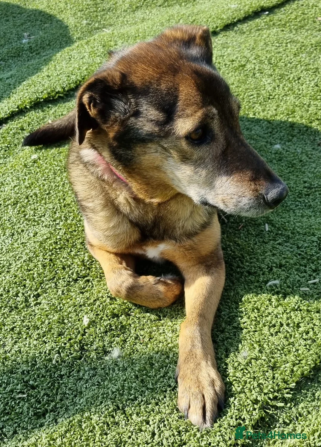 Mixed Breed dogs for adoption: Iza - looking for a family of her own in Ayr - Advert 6