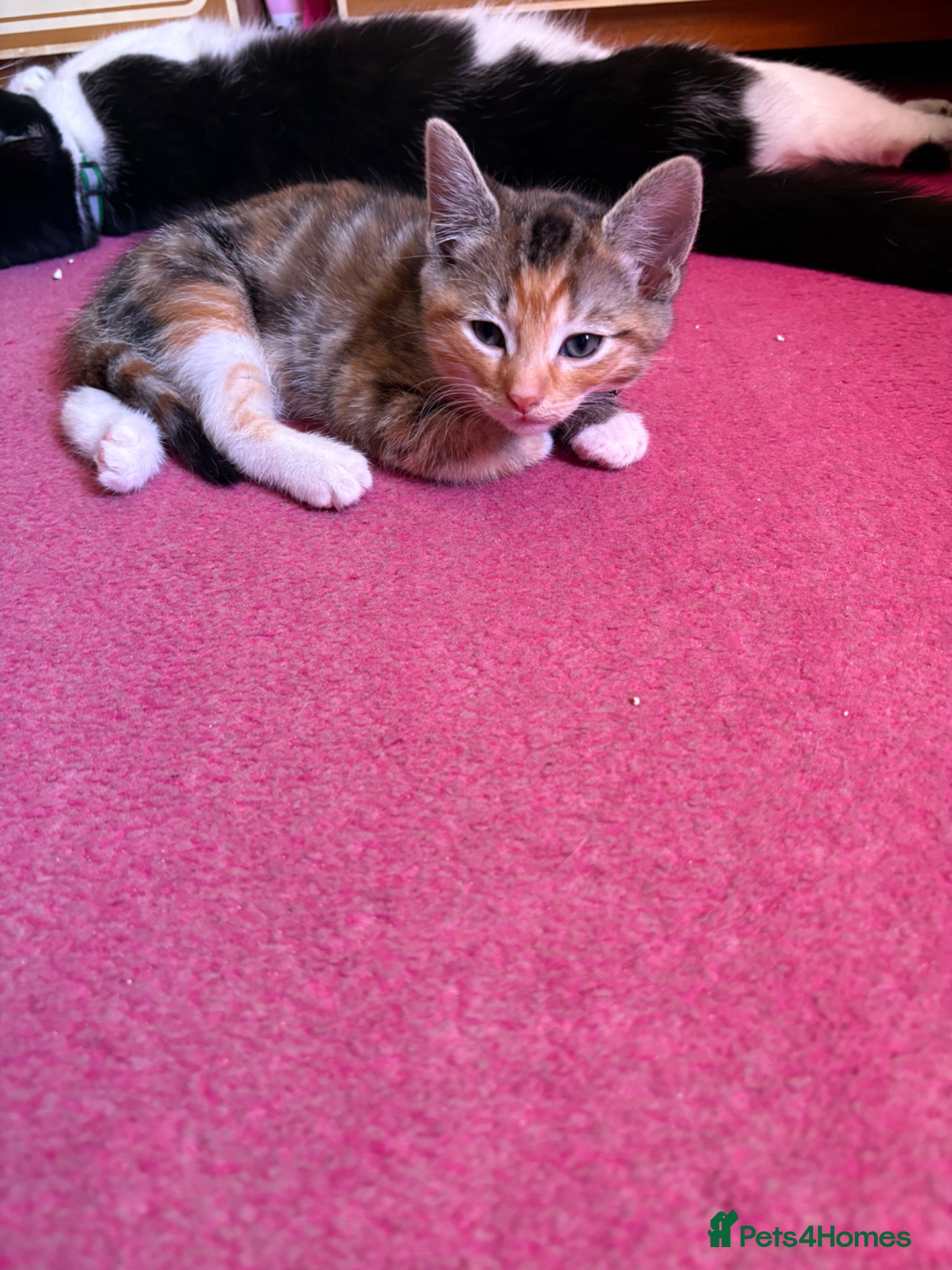 Mixed Breed cats 2 adorable kittens for sale 1 male 1 female - Advert 6