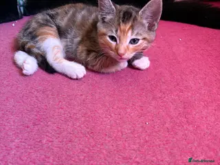 Mixed Breed cats 2 adorable kittens for sale 1 male 1 female - Advert 10