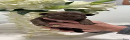 Frug dogs for sale: French bull dogs  - Advert 11