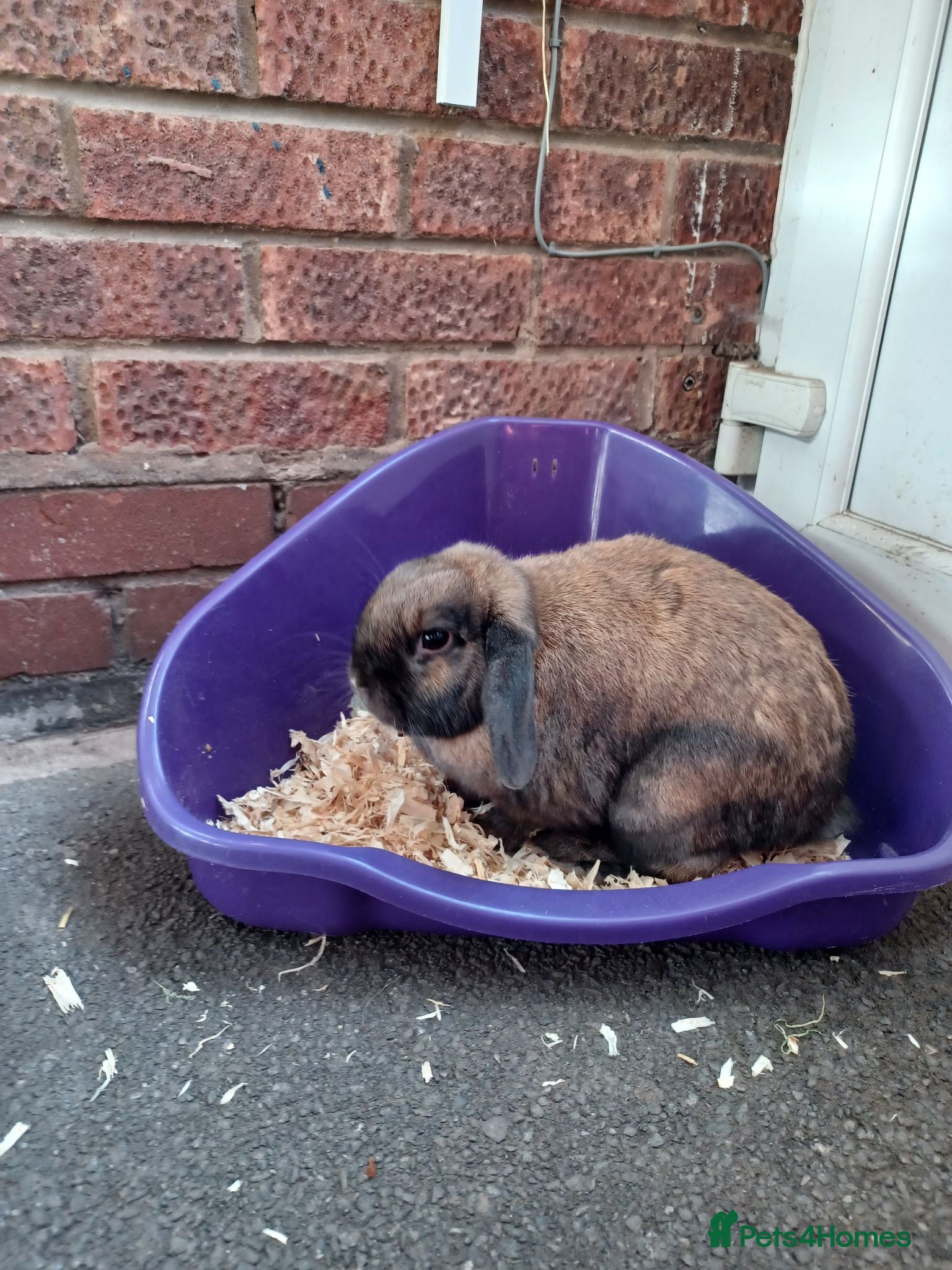 Mini Lop rabbits Male Lop Rabbit - Advert 1