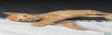 British Shorthair Kitten 2