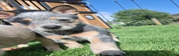 Australian Cattle Dog dogs for sale: Australian Cattle Dog Pups in Machynlleth - Advert 3
