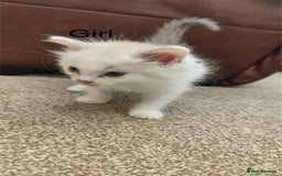 Ragdoll cats for sale: Persian ragdoll - Image 9