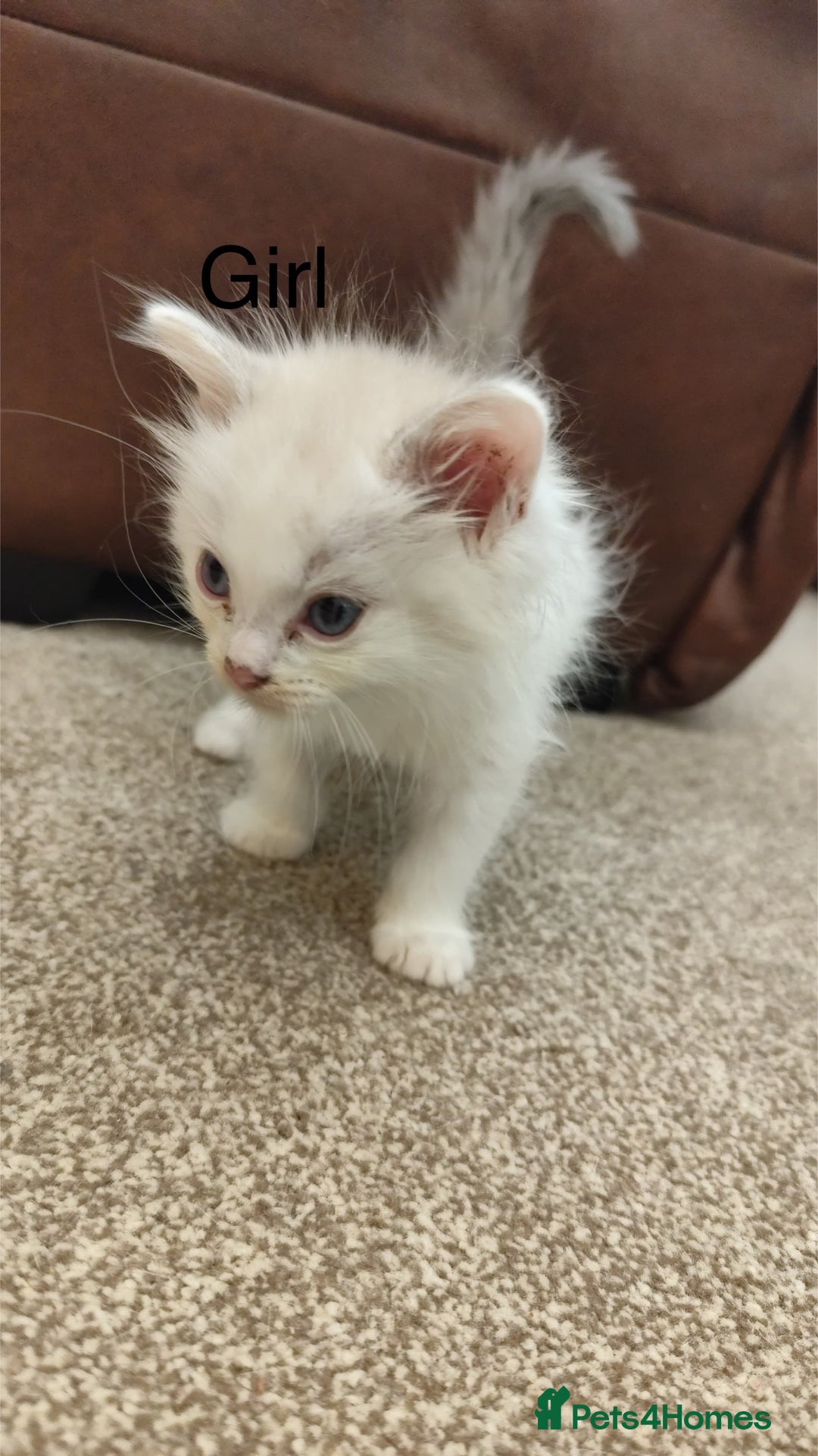 Ragdoll cats for sale: Persian ragdoll - Image 9