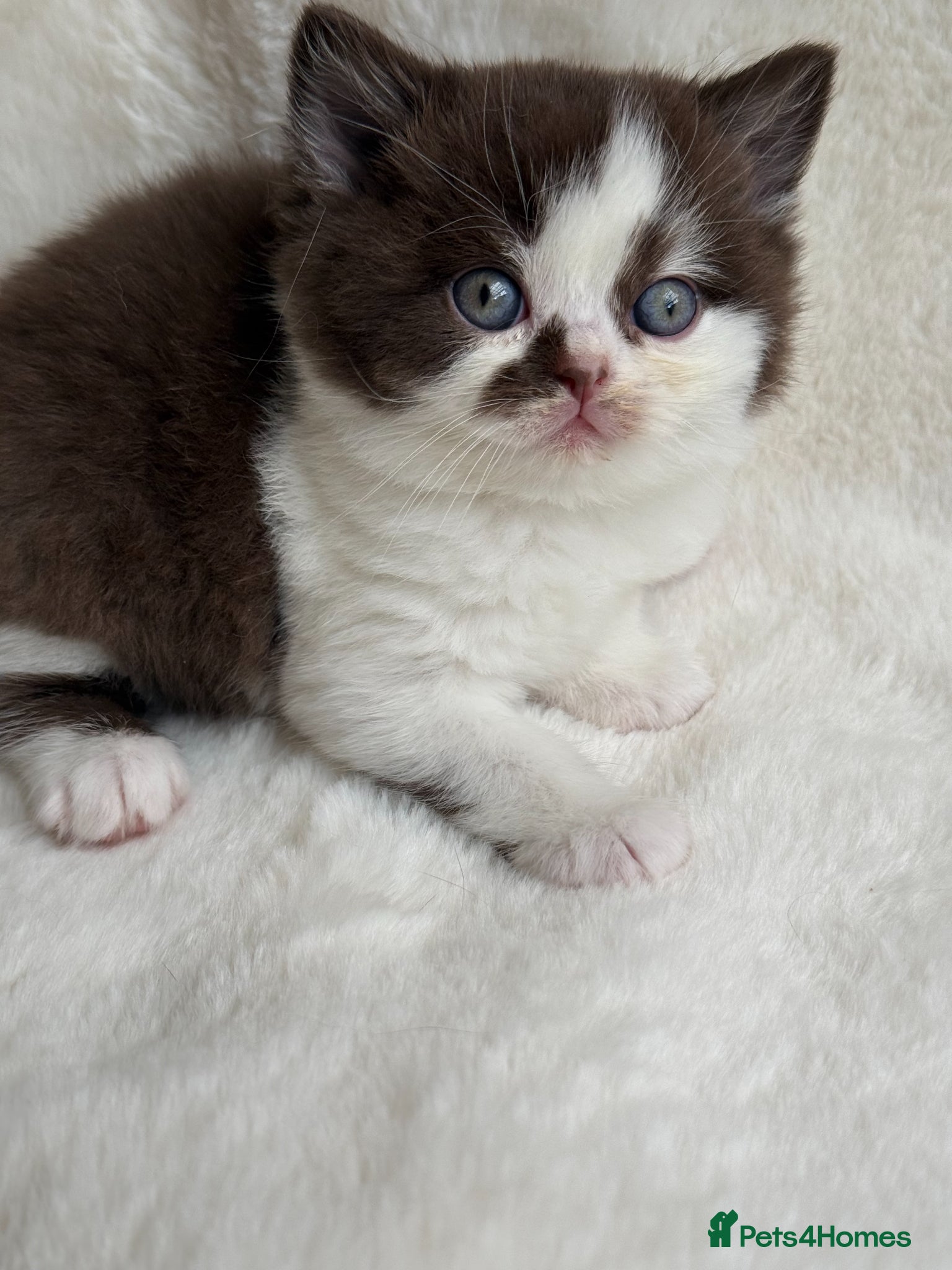 British Shorthair cats Stunning Pedigree BSH  - Advert 2