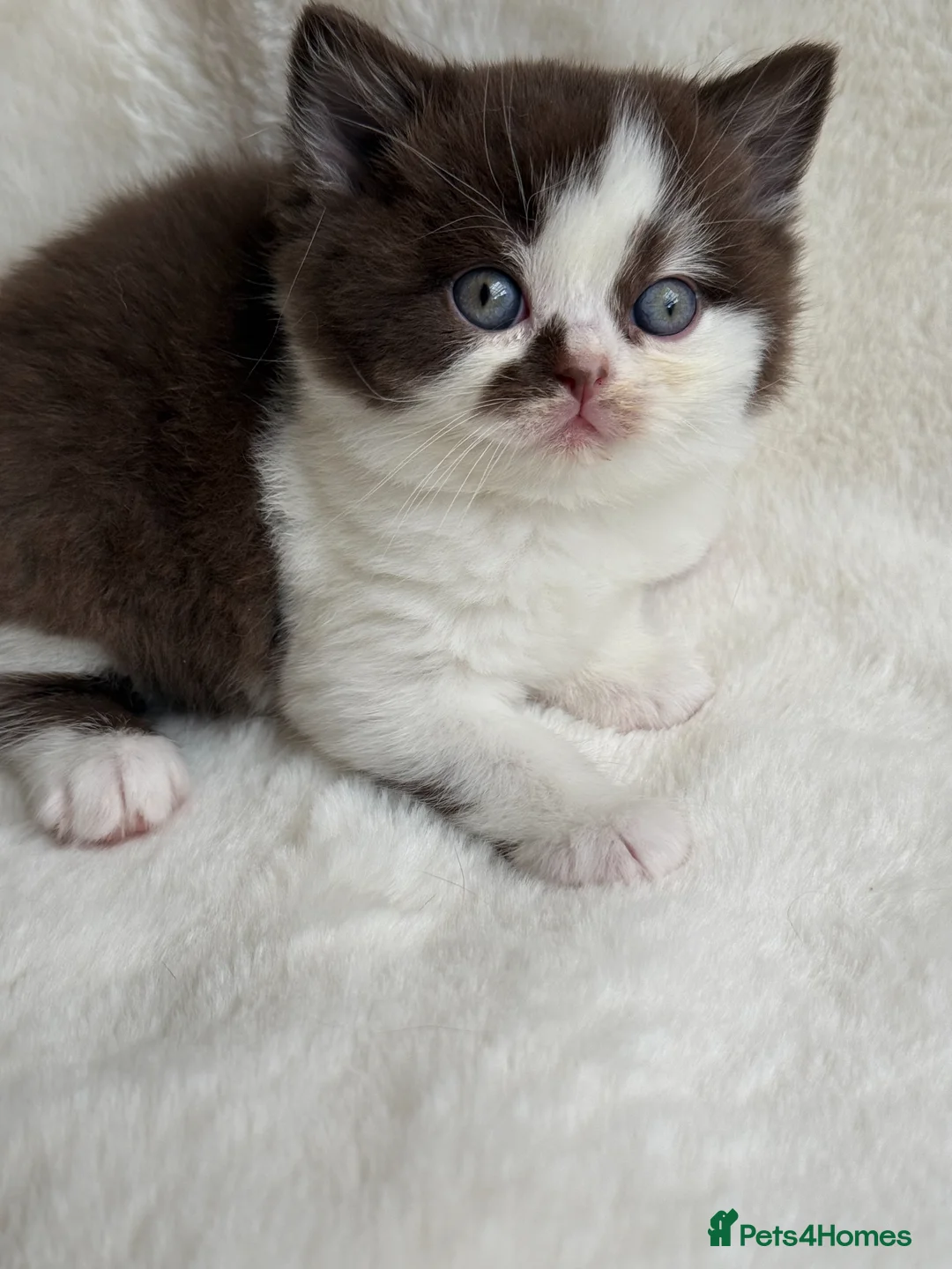 British Shorthair cats for sale: Stunning Pedigree BSH  - Advert 2