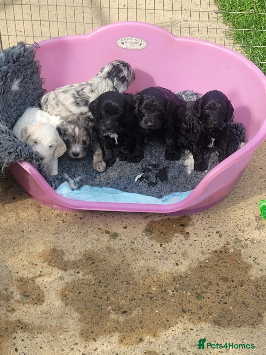 Cockapoo dogs for sale: Beautiful cockerpoo puppies - Image 1