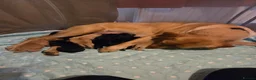 Labrador Retriever dogs for sale: Labrador puppy's  - Advert 11