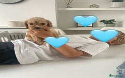 Cavapoo dogs for sale: ♡Absolutely Beautiful F1 Champagne Cavapoo Babies♡ - Image 30
