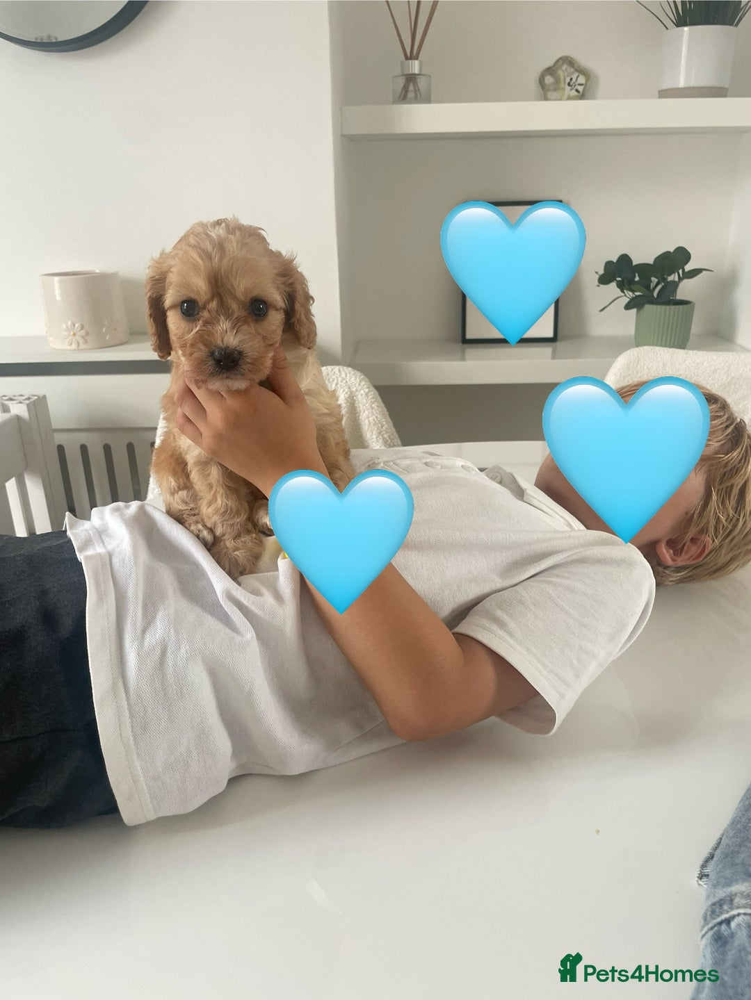 Cavapoo dogs for sale: ♡Absolutely Beautiful F1 Champagne Cavapoo Babies♡ - Image 30