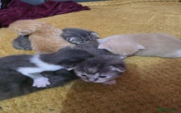 British Longhair cats for sale: 🐈 cat - Image 6