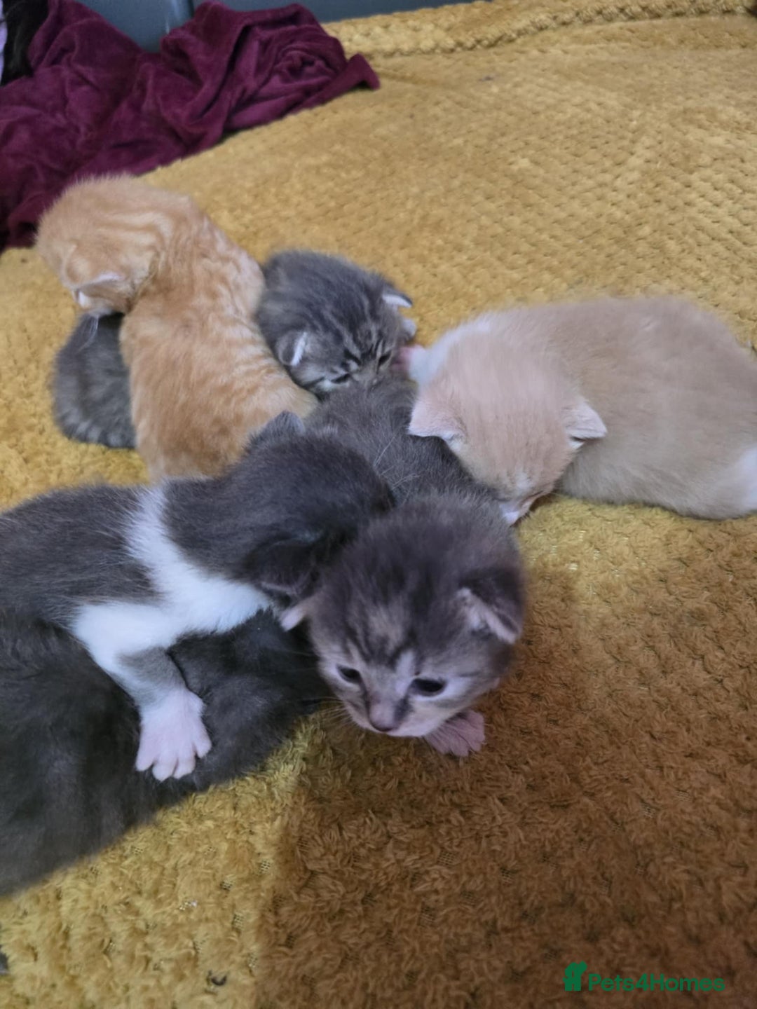 British Longhair cats for sale: 🐈 cat - Image 6