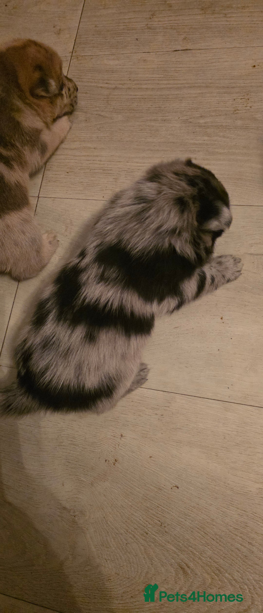 Mixed Breed dogs for sale: Adorable Merle Chowski's for sale  - Advert 14