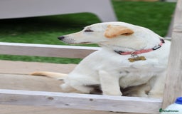 Mixed Breed dogs for adoption: Cuddly Crumble - Image 4