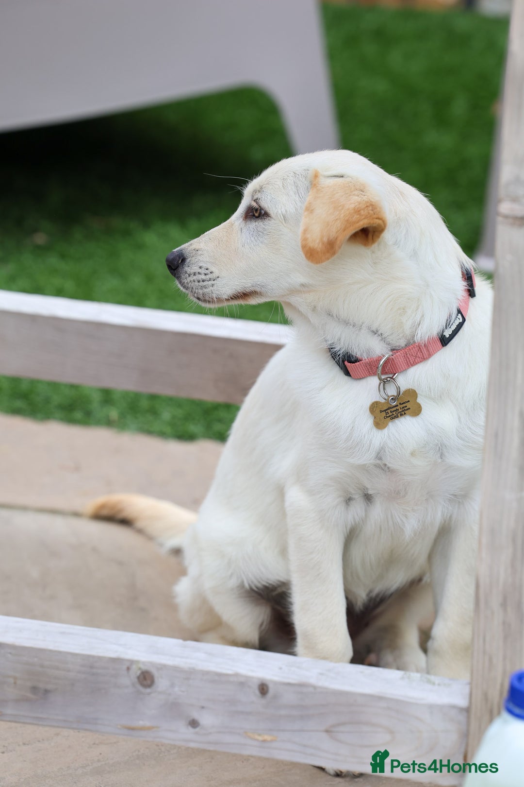Mixed Breed dogs for adoption: Cuddly Crumble - Image 4
