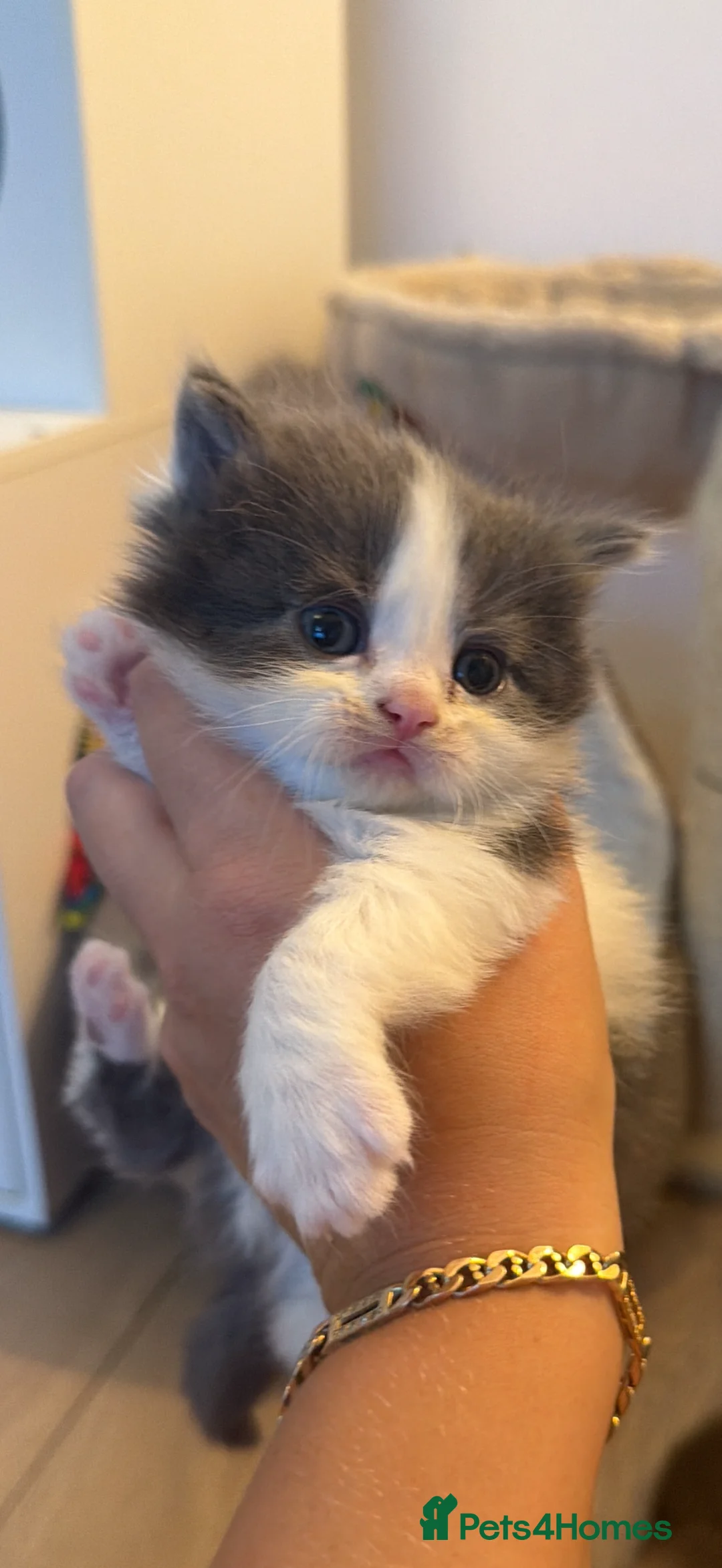 British Shorthair cats for sale: British short hairs  - Advert 6