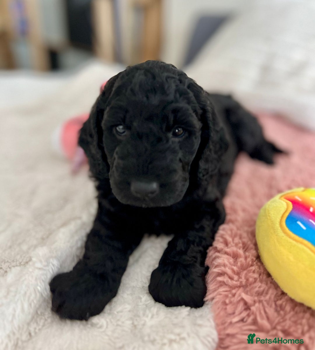 Cockapoo dogs for sale: Adorable Cockapoo puppies waiting for You!  - Image 7