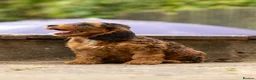 Cockapoo dogs for sale: 🐶 Cockerpoo Puppies – Loving Forever Homes 🐶 - Advert 6