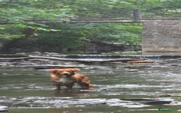 Nova Scotia Duck Tolling Retriever dogs for sale: FEMALE NSTD PUPPY BRED BY VET - Image 6