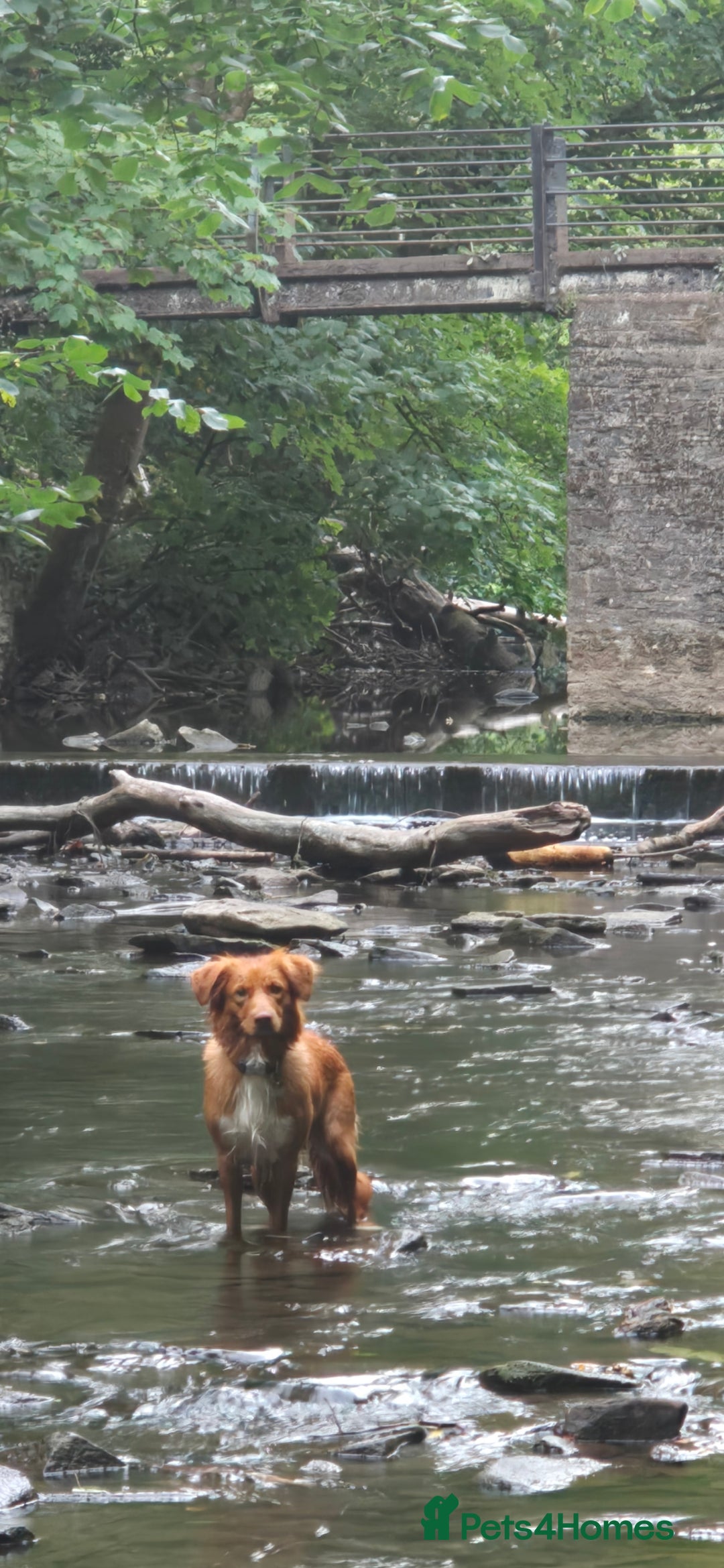Nova Scotia Duck Tolling Retriever dogs for sale: FEMALE NSTD PUPPY BRED BY VET - Image 6