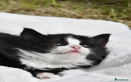 Mixed Breed cats for sale: 4 kittens  in Watford - Image 2