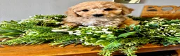 Poochon dogs for sale: Ready now Stunning mini F1 health tested Poochons - Advert 26