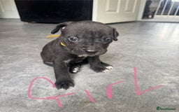 Mixed Breed dogs for sale: Cane Corso x American Bulldog puppies  - Image 10