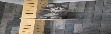 Maine Coon Kitten 6