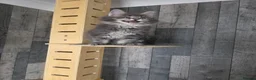Maine Coon cats for sale: PURE MAINE COON - Advert 14
