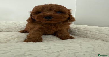 Cavapoo dogs - Advert 3