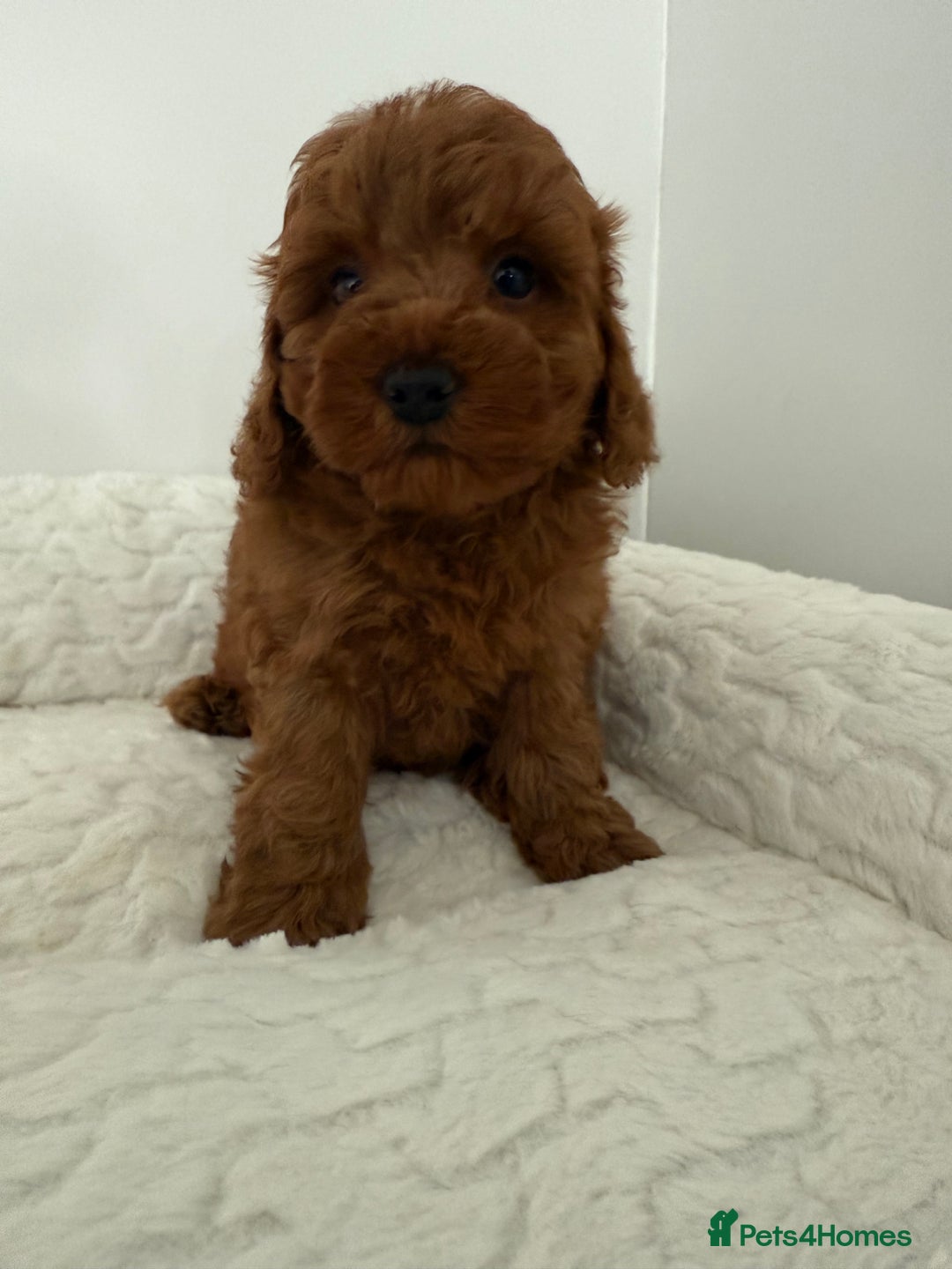 Cavapoo dogs for sale: 7 perfect f1b cavapoo’s. Fully dna & health clear. - Image 3